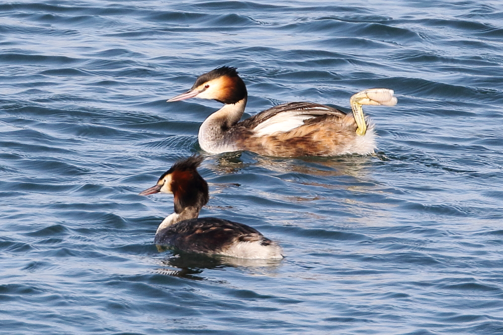 野鳥写真 2025年