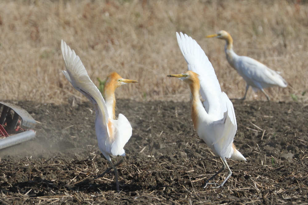 野鳥写真 2024年