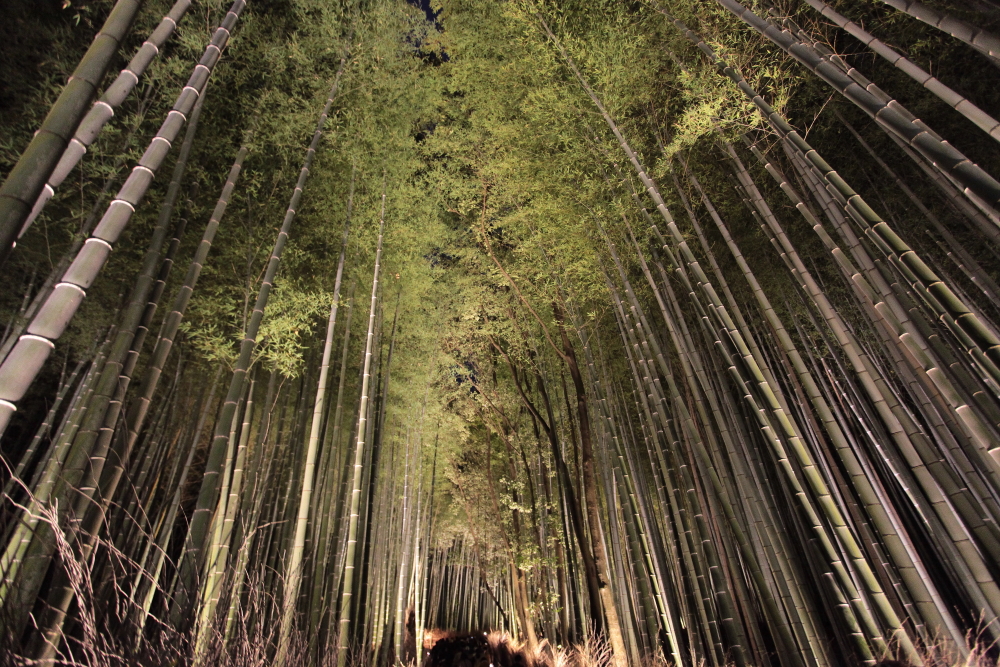 2013 京都嵐山・竹林の小径