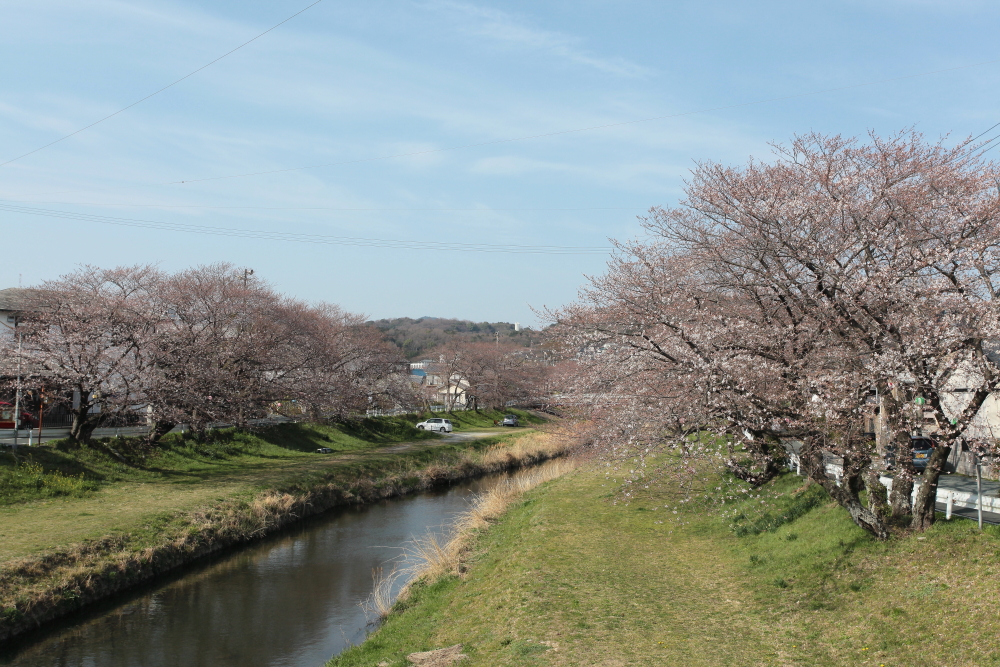 2013 音羽川の桜並木