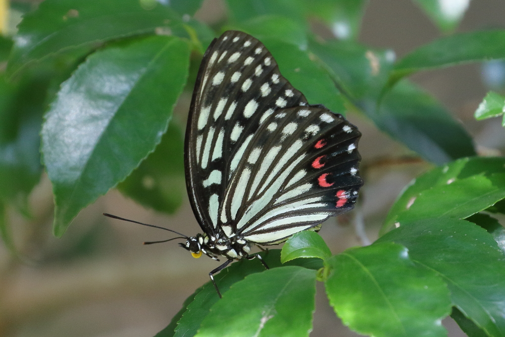 昆虫写真 2025年撮影