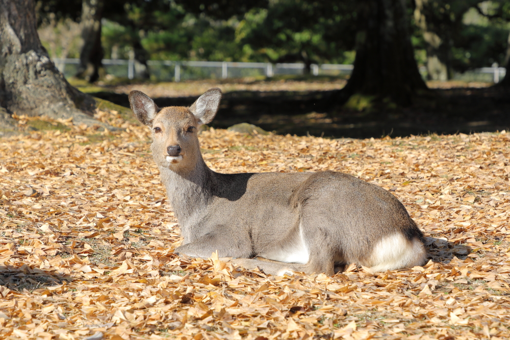 2021 奈良公園の鹿