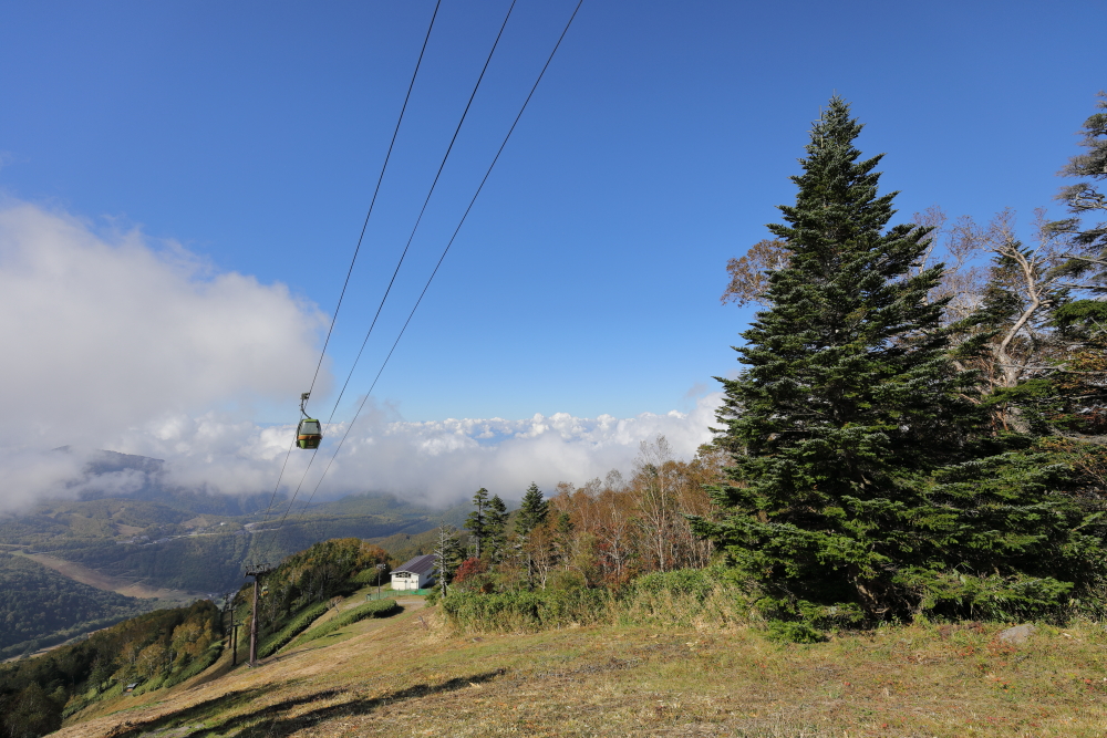 2024 志賀高原 東館山高山植物園