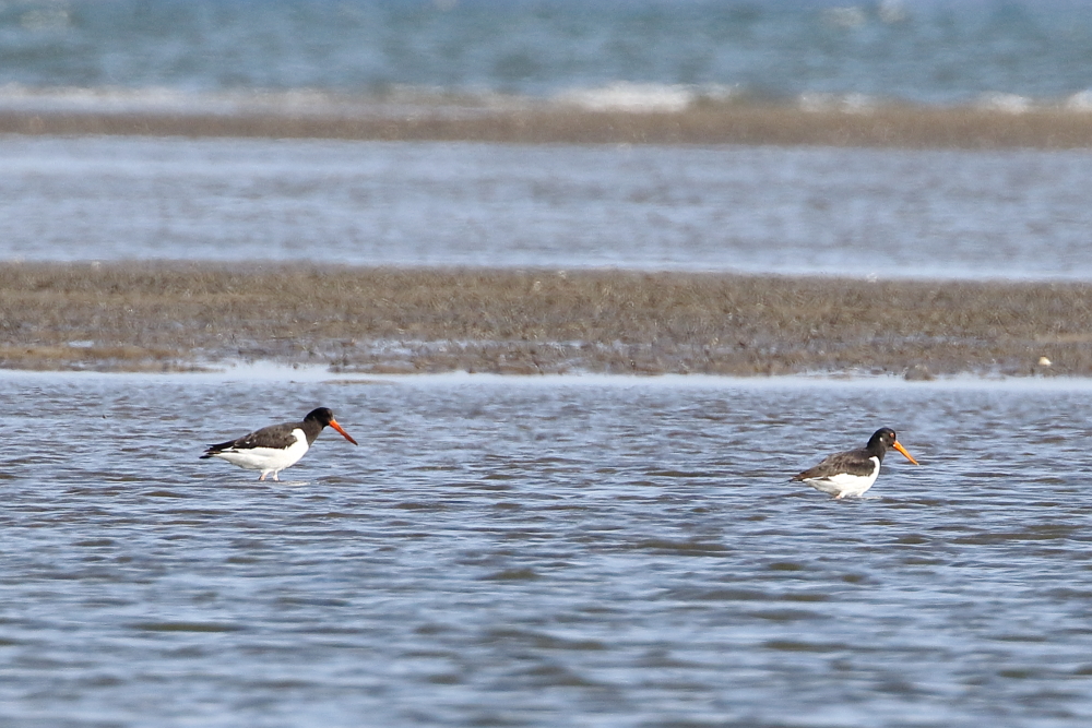 ミヤコドリ 2024