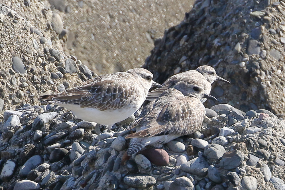 ミユビシギ 2024