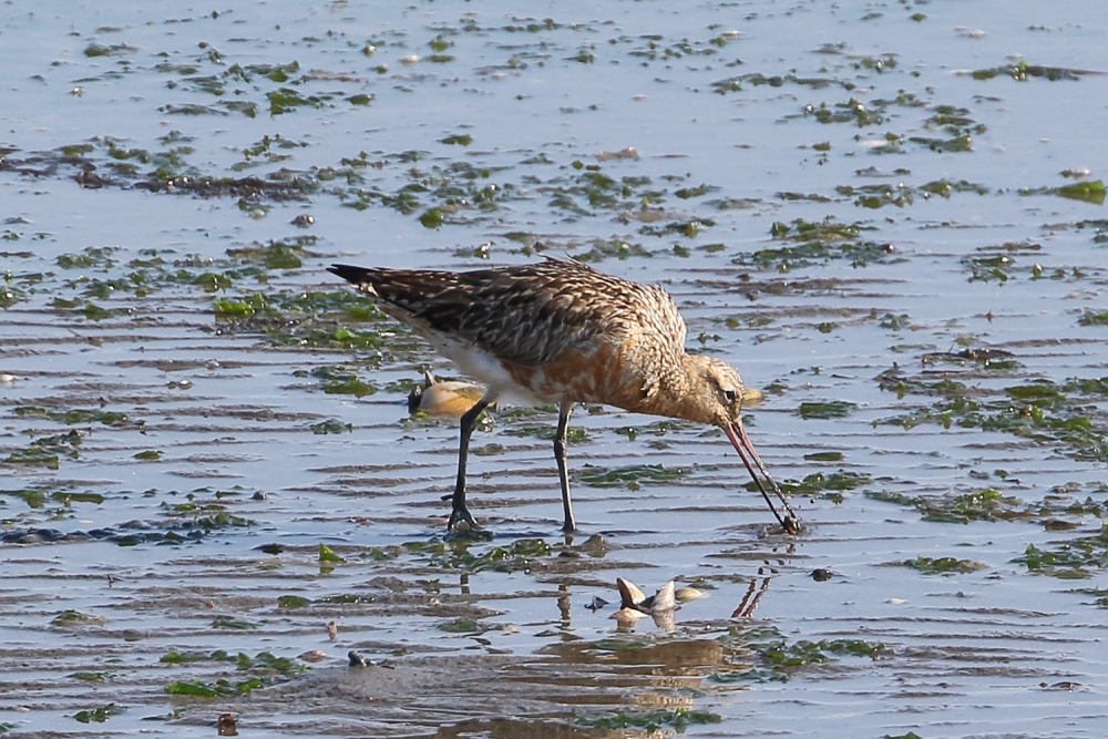 オグロシギ 2024