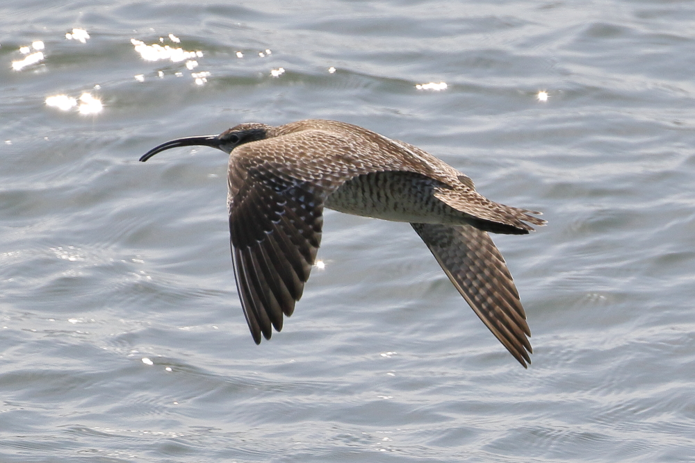 チュウシャクシギ 2024