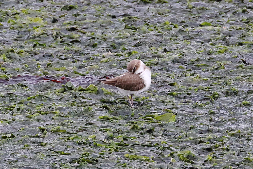 ハジロコチドリ 2024