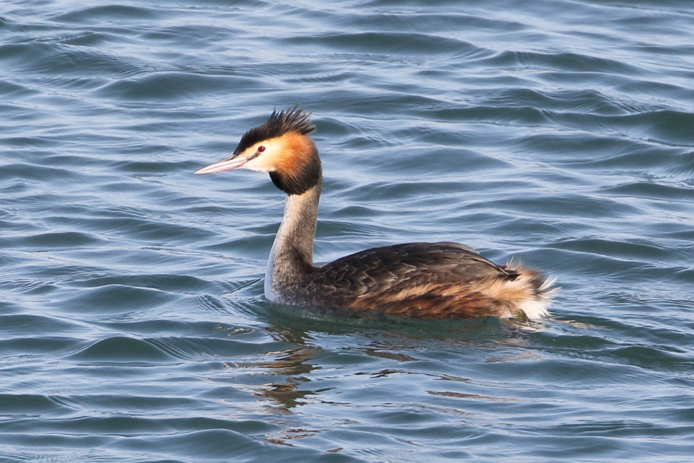 カンムリカイツブリ 2025
