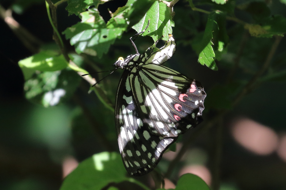 アカボシゴマダラ 2025