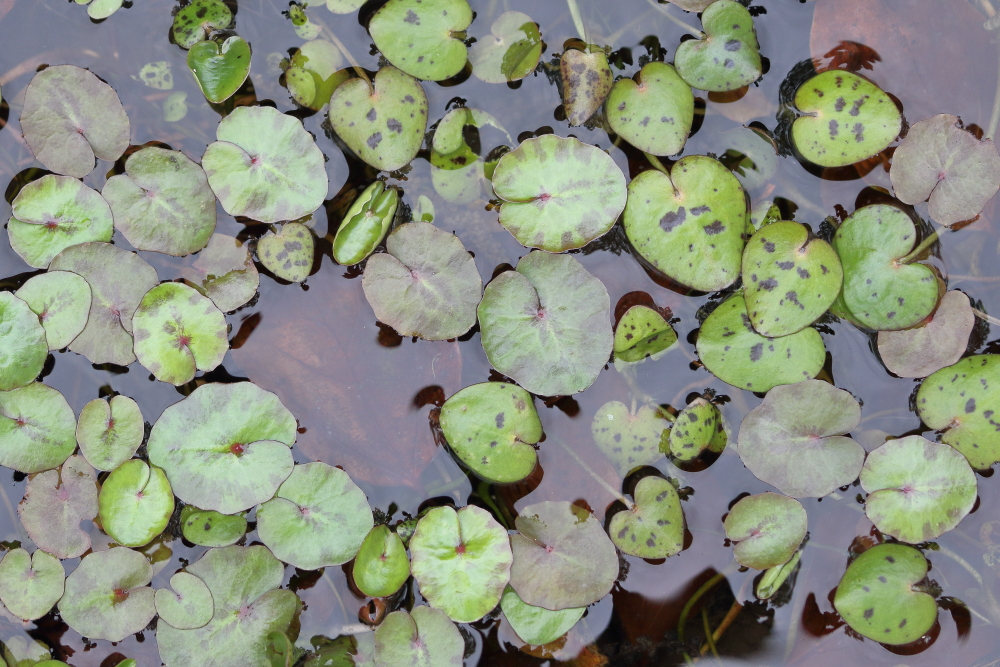 自然写真 植物 2024