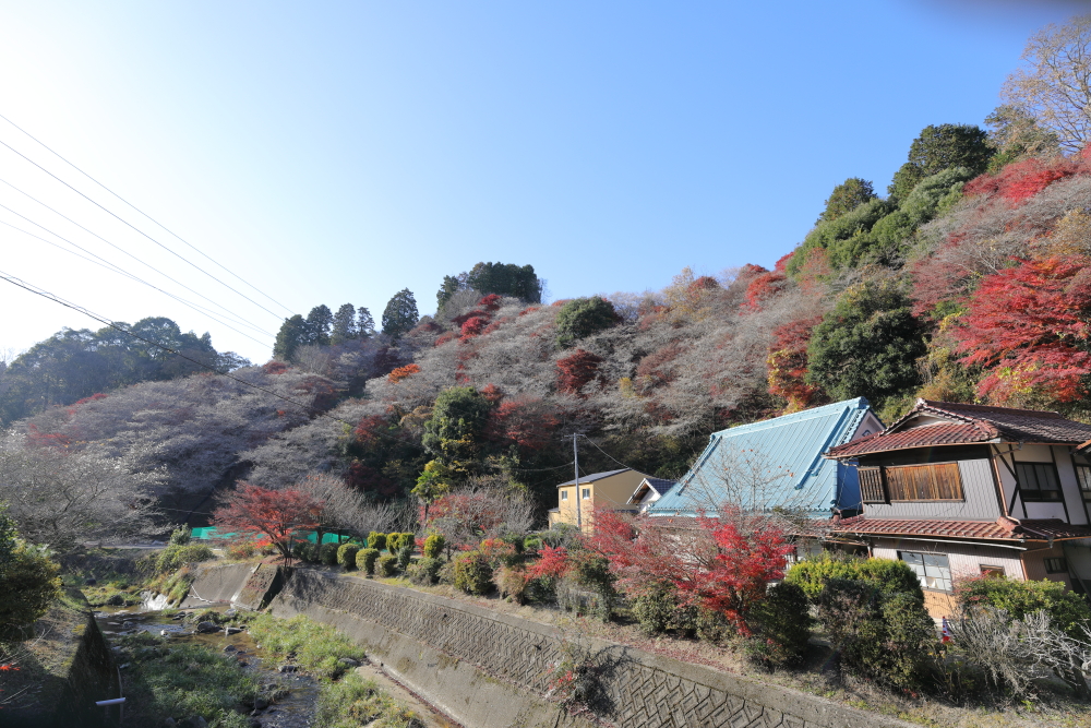 2025 豊田市 川見四季桜の郷